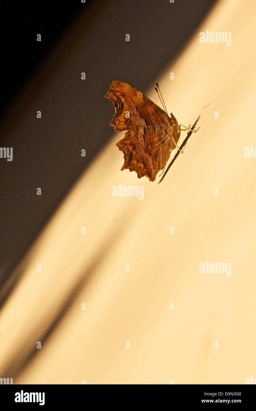 Ein Schmetterling ruht auf einer Wand im Licht der Morgensonne Stockfoto