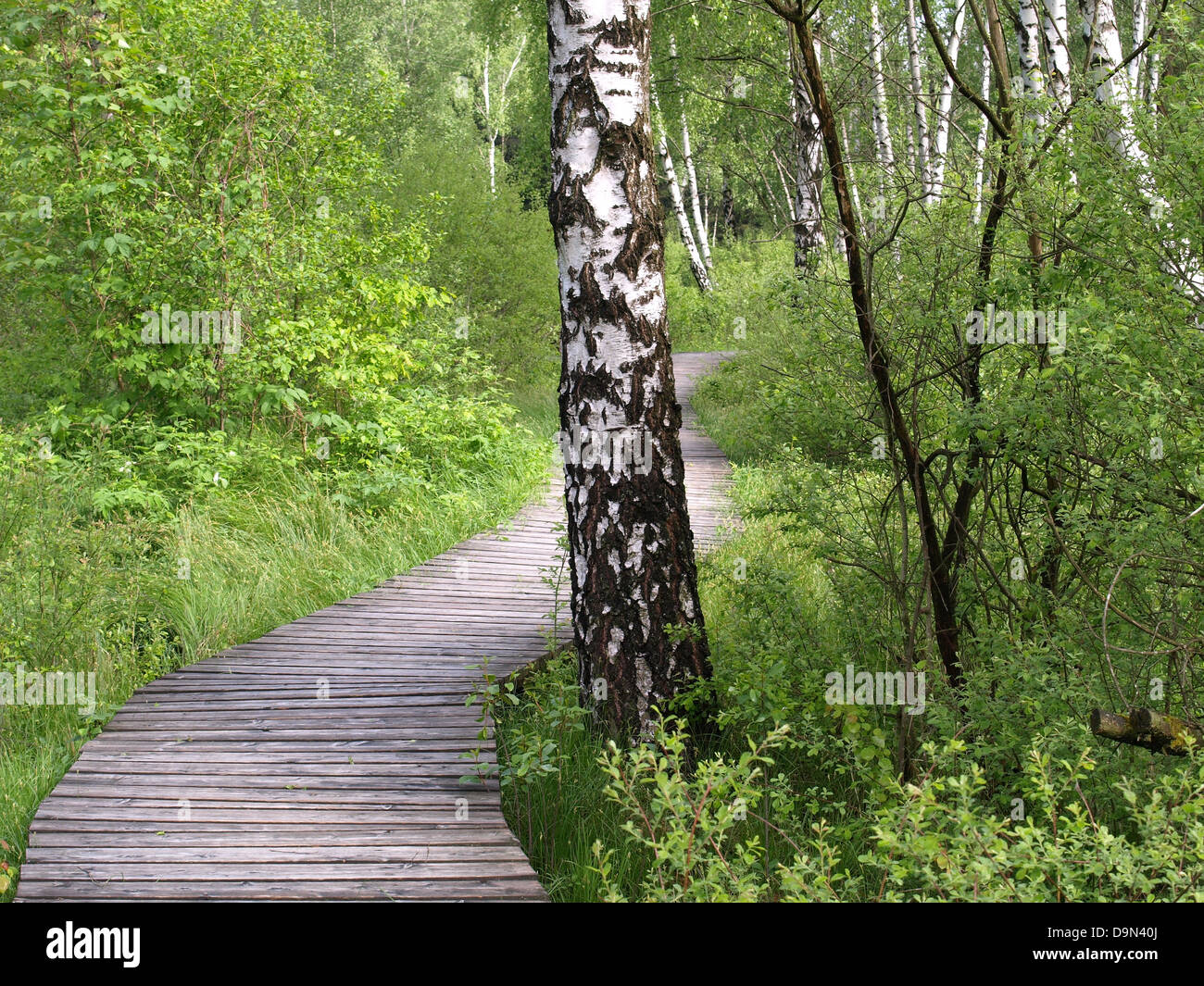 Geplankte Wanderweg in einem Moor Stockfoto