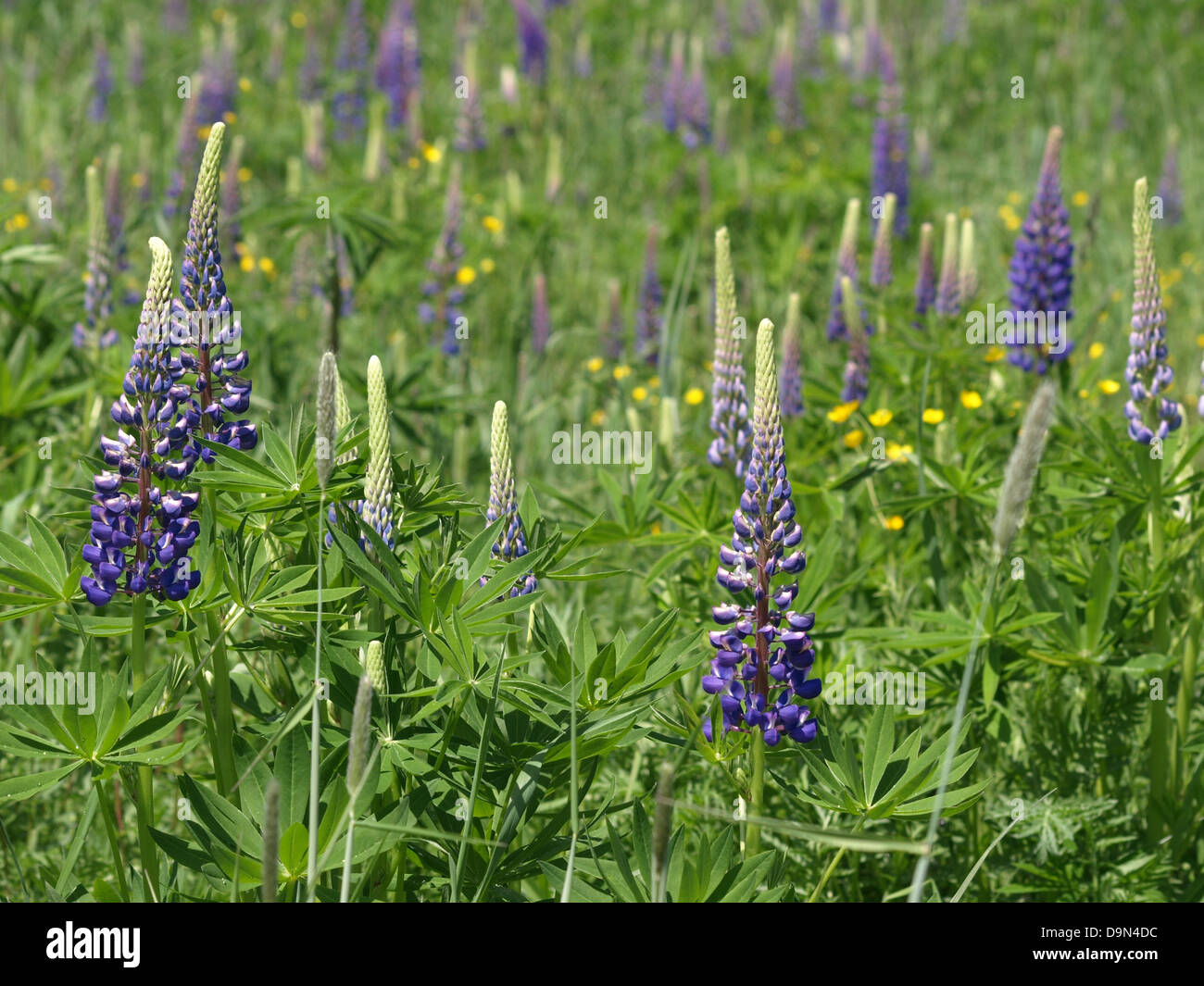 Lupinen, Lupine / Lupinus / Lupine Stockfoto