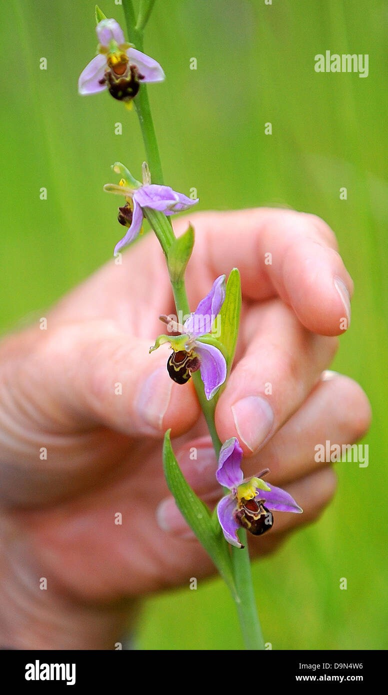 Die geschützten Biene Orchidee (Ophrys Apifera) Stockfoto