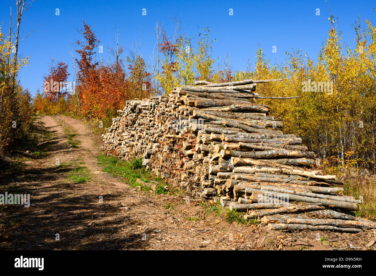 Bäume für Faserholz protokolliert gestapelt neben Zufahrtsstraße mit herbstlichen Bäume. Stockfoto