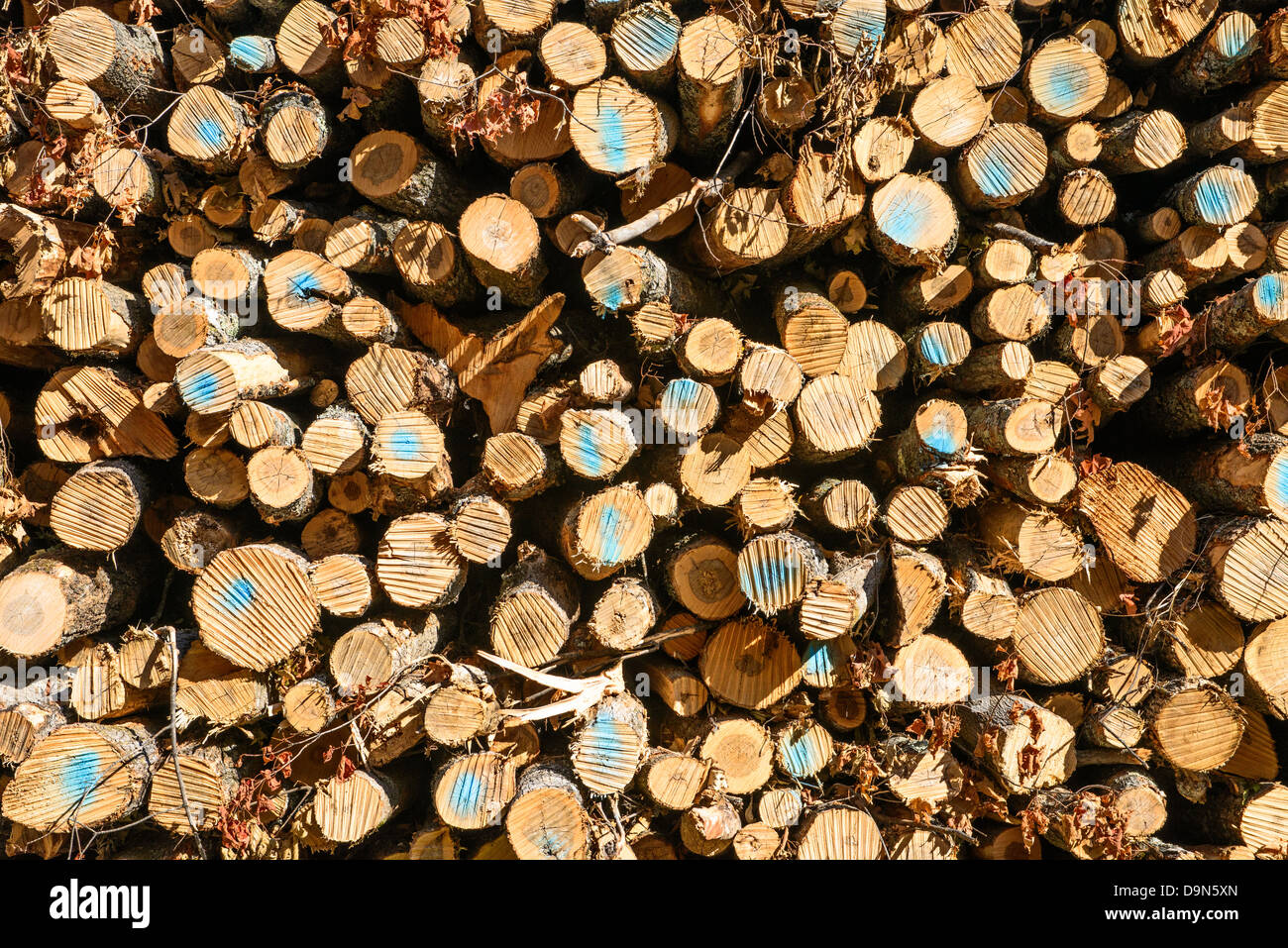 Bäume für Faserholz protokolliert Stockfoto