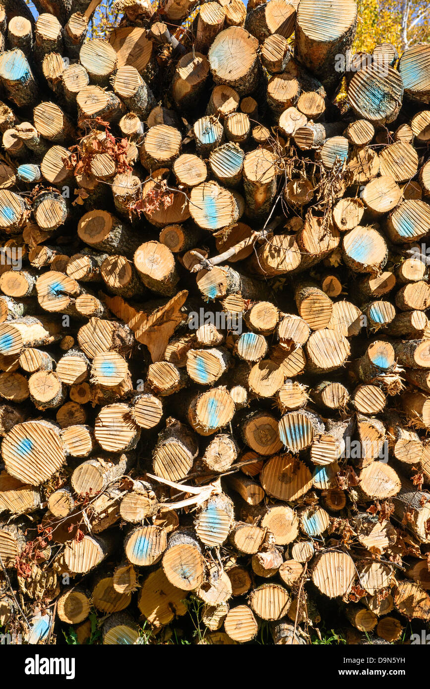 Bäume für Faserholz protokolliert Stockfoto