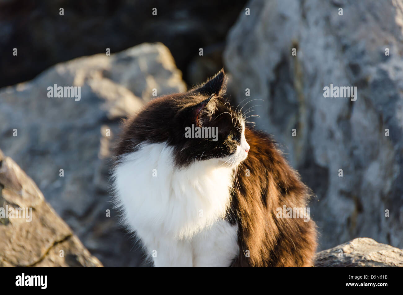 Wilde Katze entlang der San Diego River Mole. San Diego, California, Vereinigte Staaten von Amerika. Stockfoto