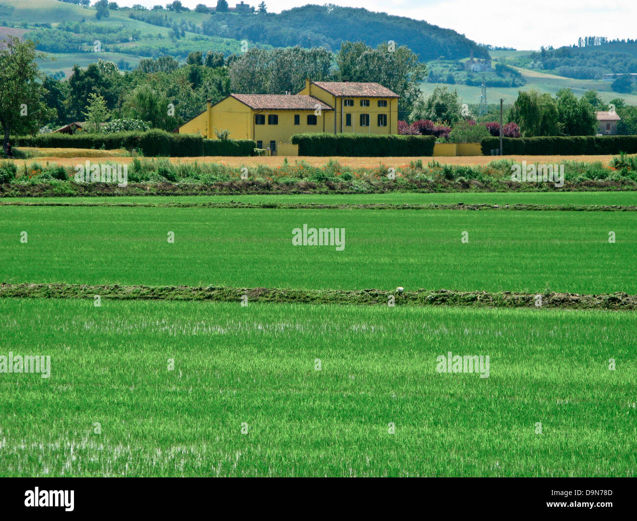 Reisfelder, Casale Monferrato, Piemont, Italien Stockfoto