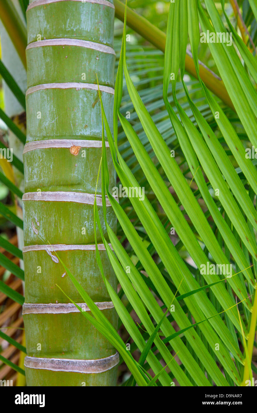 wood stabilizer cactus juice Cactus Juice Stabilizing Dye