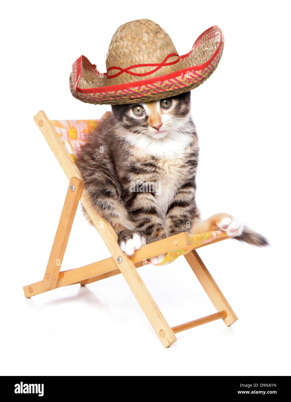 Kätzchen tragen einen Sombrero auf einen Liegestuhl-Studio-Ausschnitt Stockfoto