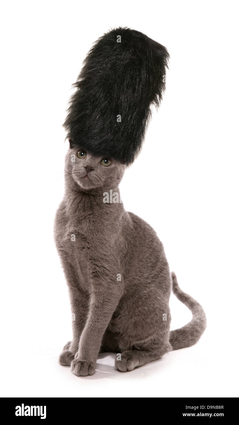 Russisch Blau Kätzchen tragen London Guards Bärenfell Hut Studio Ausschnitt Stockfoto