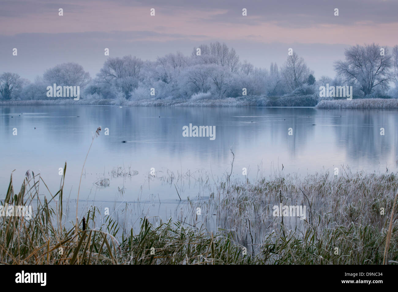 Großbritannien, England, Gloucestershire, Cotswold Water Park, winter Hochwasser Stockfoto