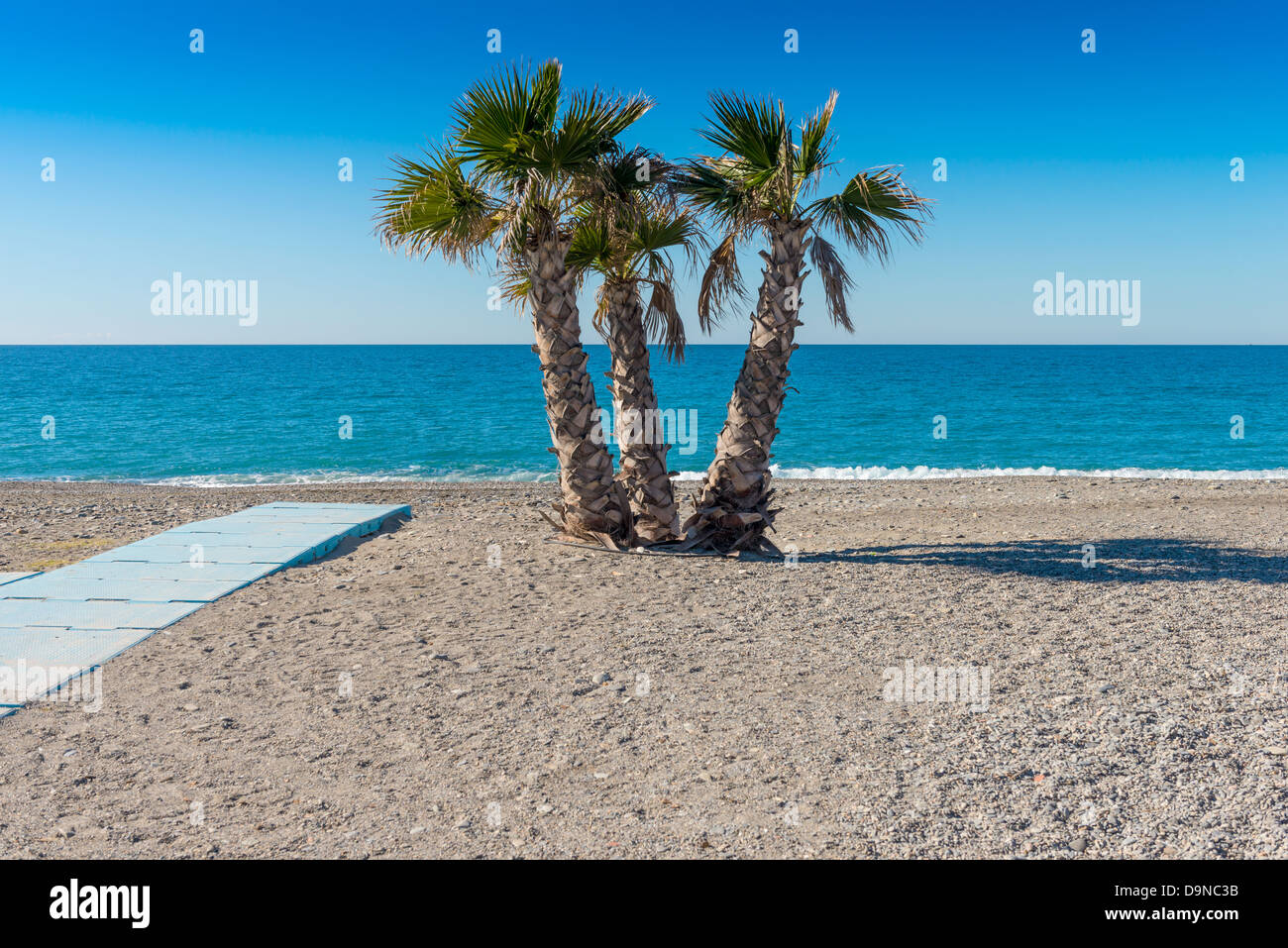 Palmen am Strand von La Herradura Costa Tropical Andalusien Spanien Stockfoto