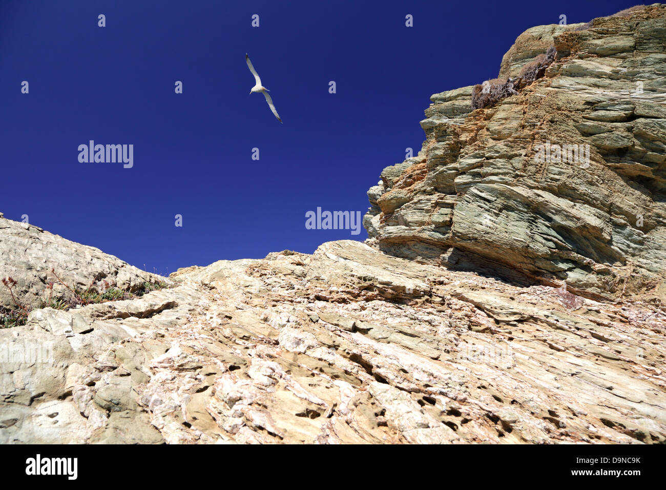 In der Nähe von Agia Pelagia, Kreta, Griechenland, Europa, Felsen und Möwe vor blauem Himmel. Stockfoto
