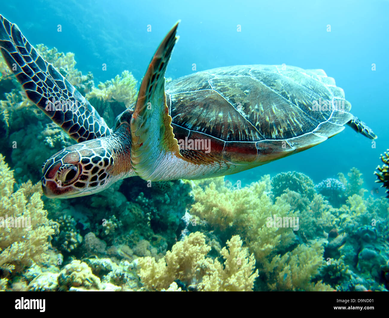 Grüne Meeresschildkröte. (Chelonia Mydas) Stockfoto