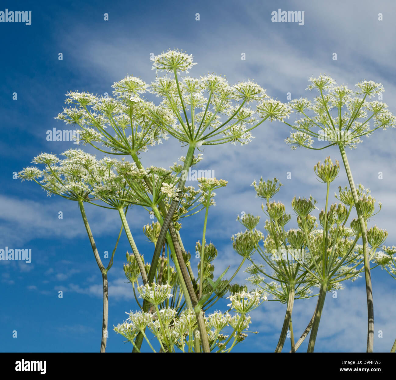 Kuh Petersilie (Anthriscus Sylvestris) in Wildblumen Wiese, England, UK Stockfoto