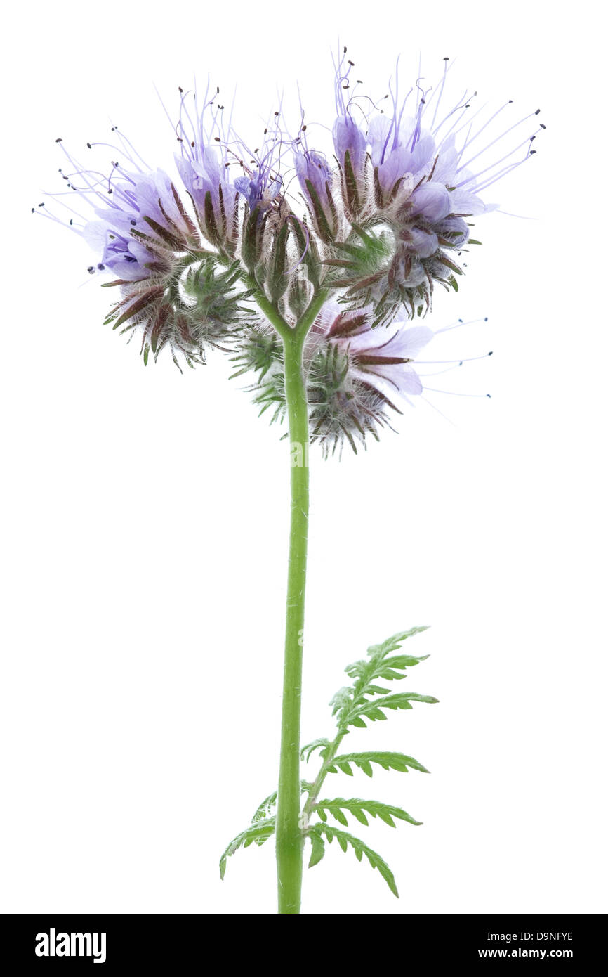 Nahaufnahme von lila Blüten einer Pflanze für Gründüngung & Bienen Phacelia Feld. Stockfoto