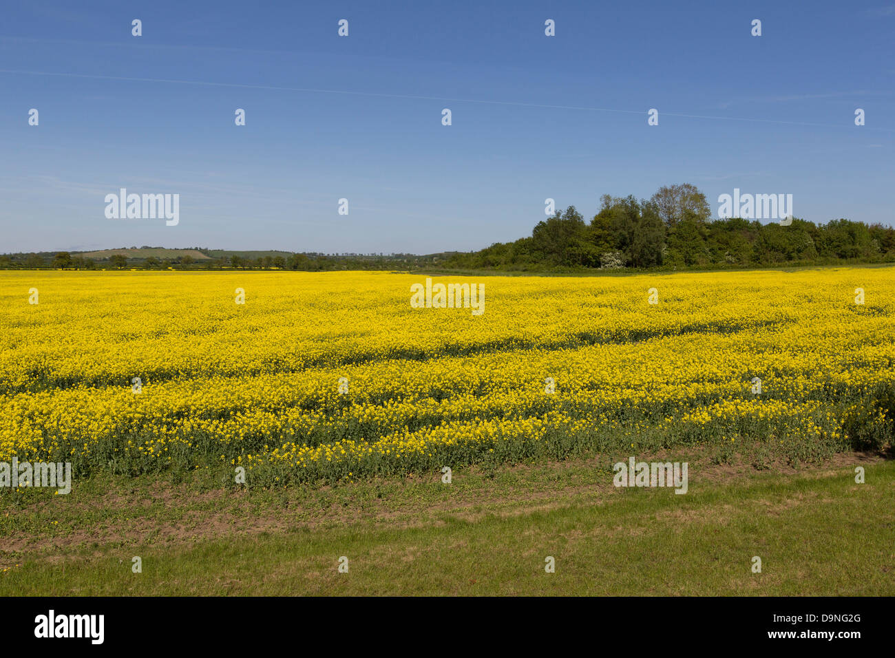 Raps-Feld. Gelbe Blume blauer Himmel. Bauern-Feld. -Ernte. Northamptonshire. Sommer Sommer Stockfoto