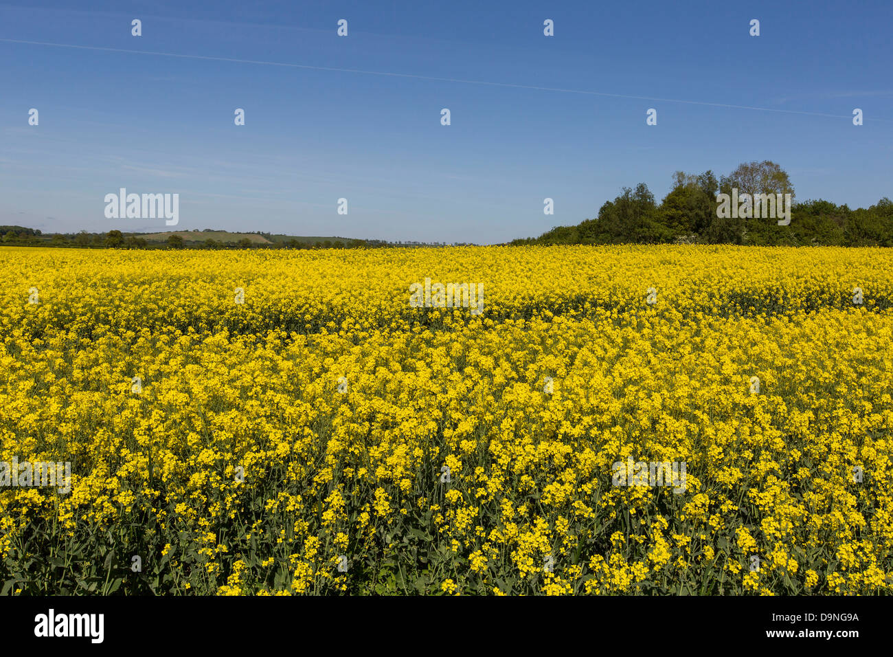 Raps-Feld. Gelbe Blume blauer Himmel. Bauern-Feld. -Ernte. Northamptonshire. Sommer Sommer Stockfoto