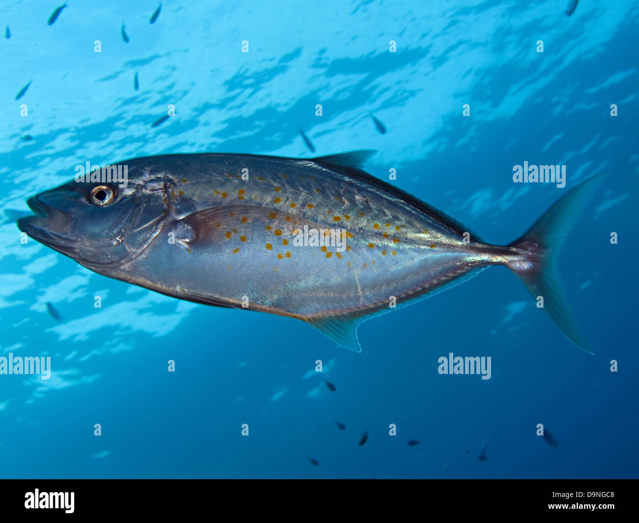 Yellowspotted Trevally (Carangoides Fulvoguttatus) Stockfoto