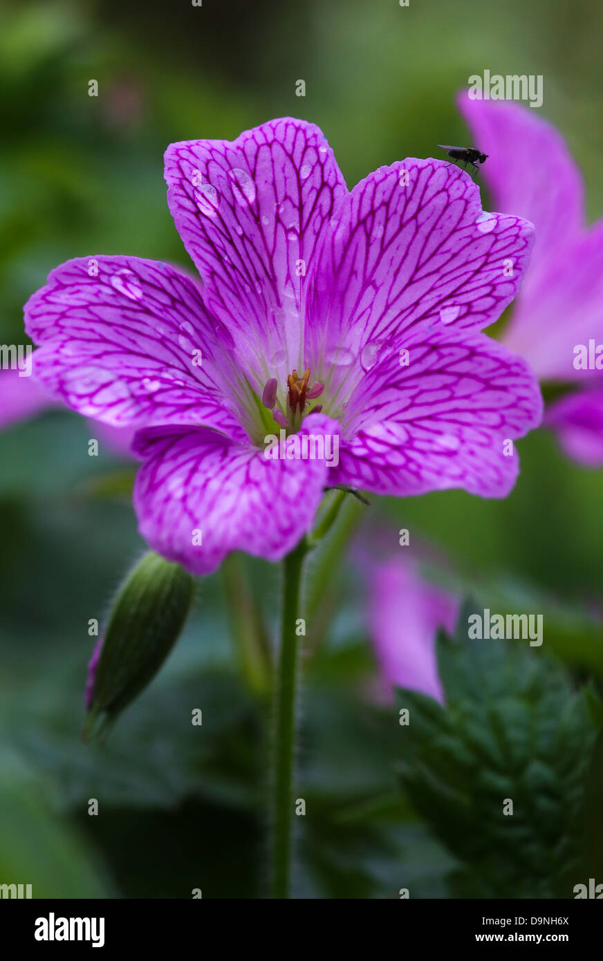 Schöne Endres Storchschnabel (Geranium Endressii) mit Regentropfen und Insekt Stockfoto