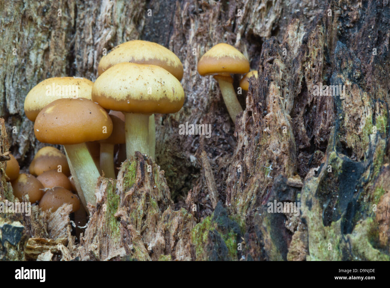 Eine Masse von Braun-capped Pilze wachsen aus einem Baum Stump, wenig Cataraqui Conservation Area, Ontario Stockfoto