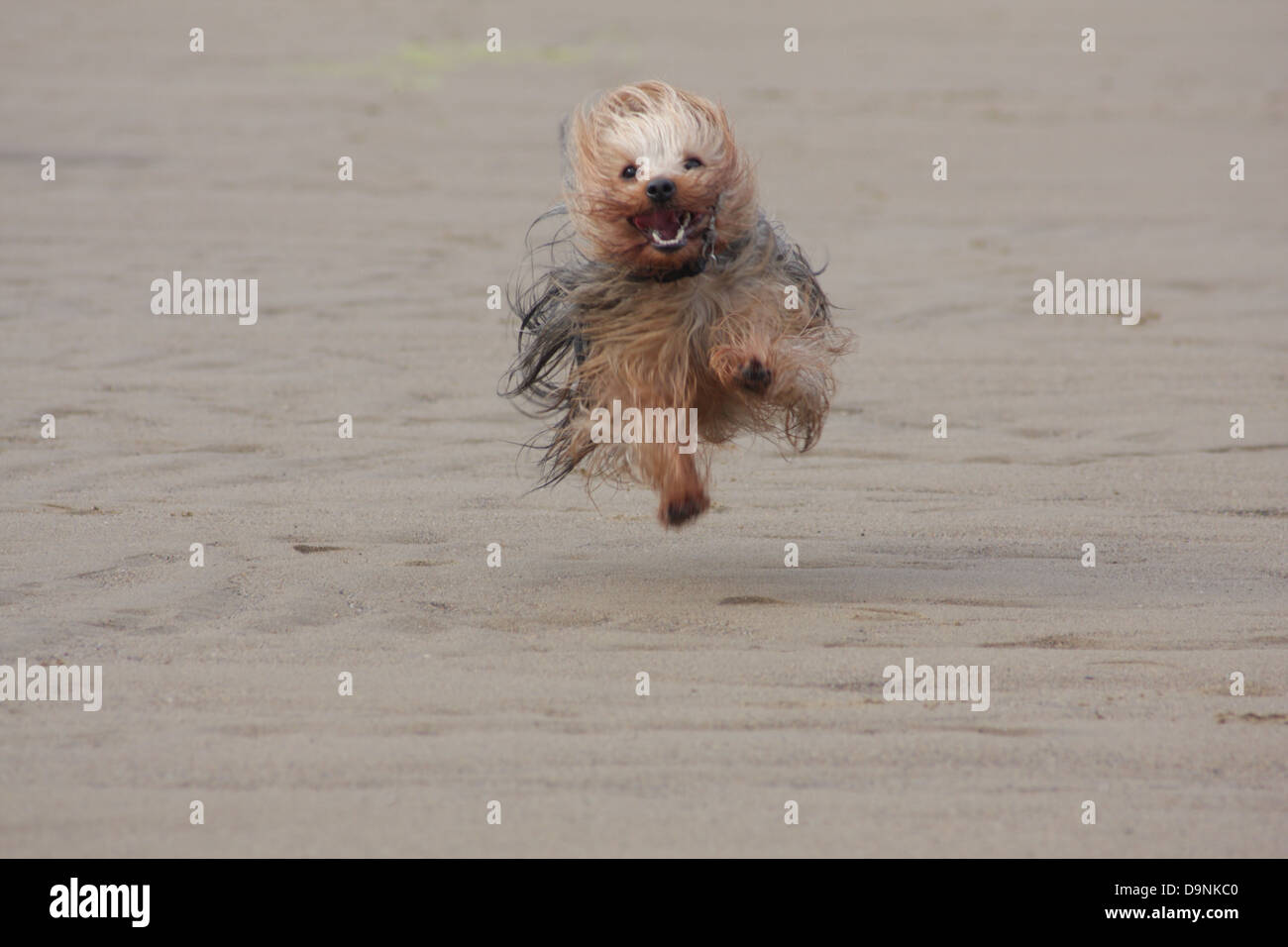 Yorkshire-Terrier Hund läuft wild entlang des Sandstrandes. Stockfoto