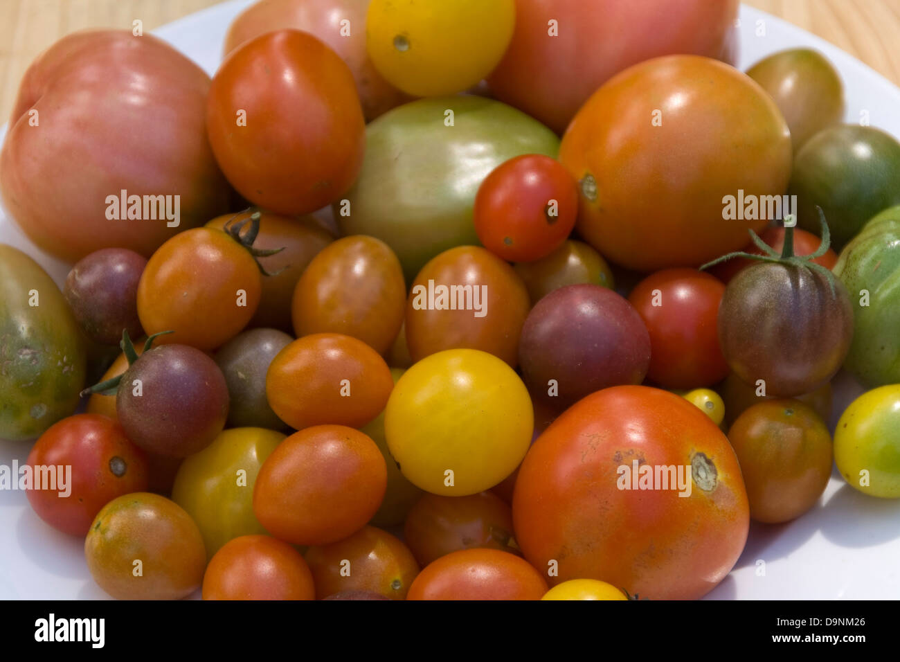 Eine gemischte Platte mit frisch geernteten Tomatensorten Stockfoto