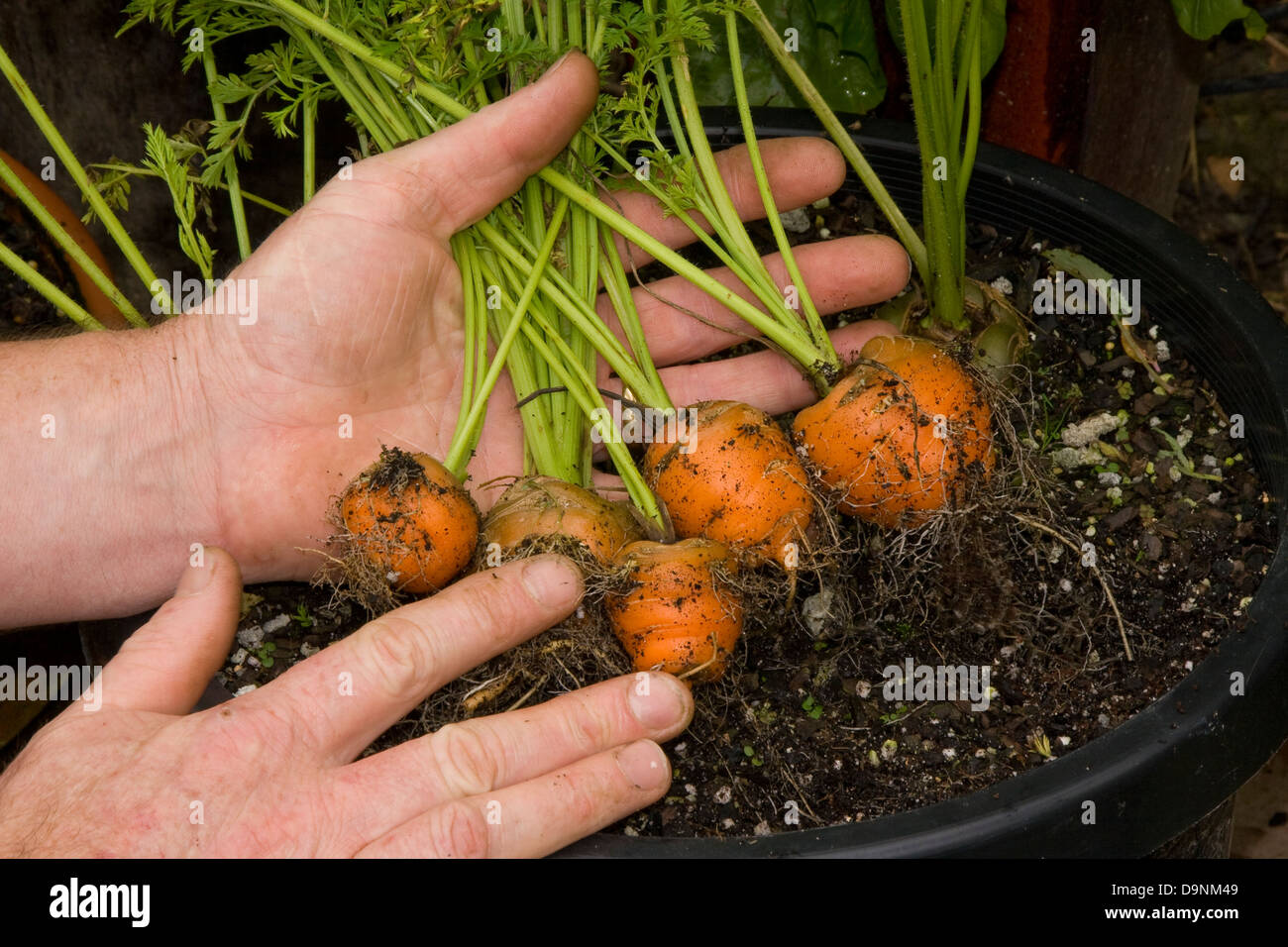 Karotten in einen Topf gewachsen Stockfotografie - Alamy