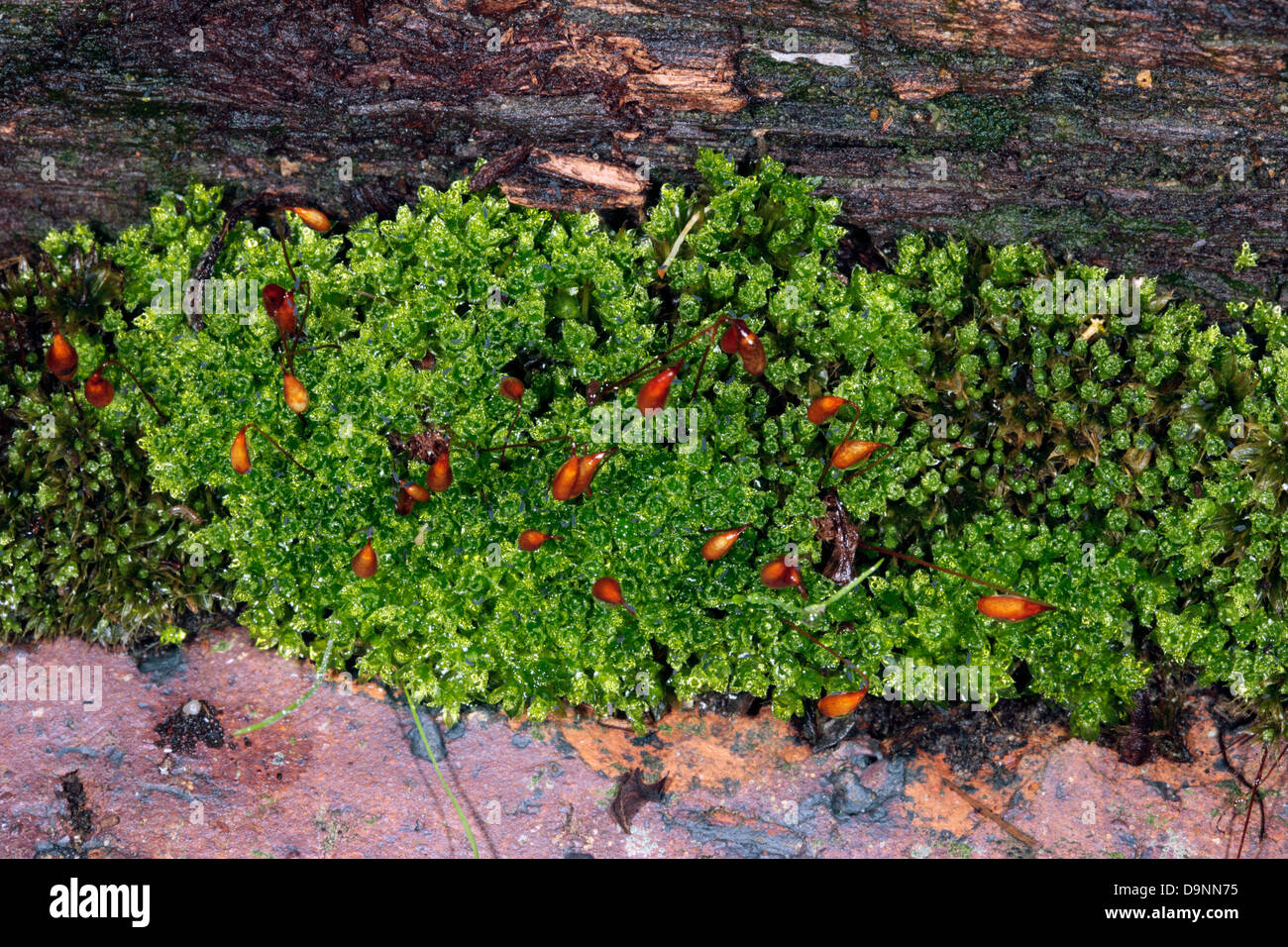 Nahaufnahme des australischen Tortula Moos Laubmoose mit "Kapseln" nach schweren Tau - Familie Pottiaceae Stockfoto