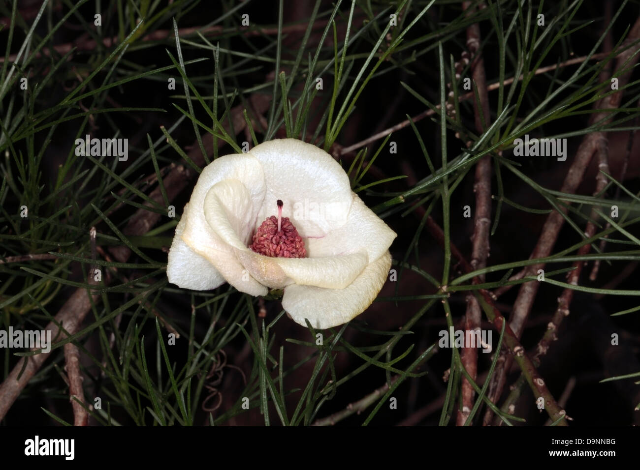 Nahaufnahme des Australian Native Hibiscus Alyogyne Hakeifolia - Familie Malvaceae Stockfoto