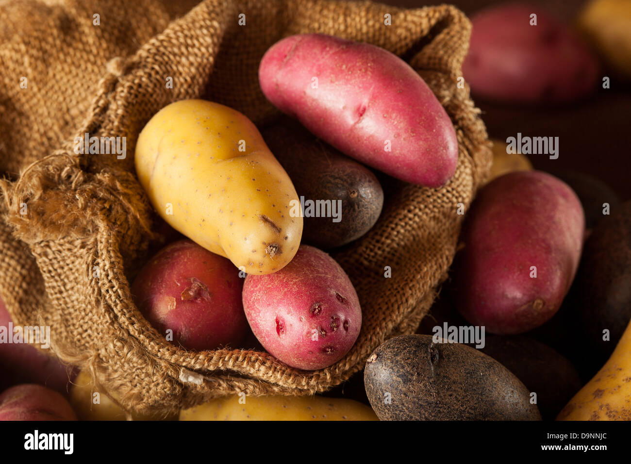 rohe organische Fingerling Kartoffel lagen vor dem Hintergrund Stockfoto