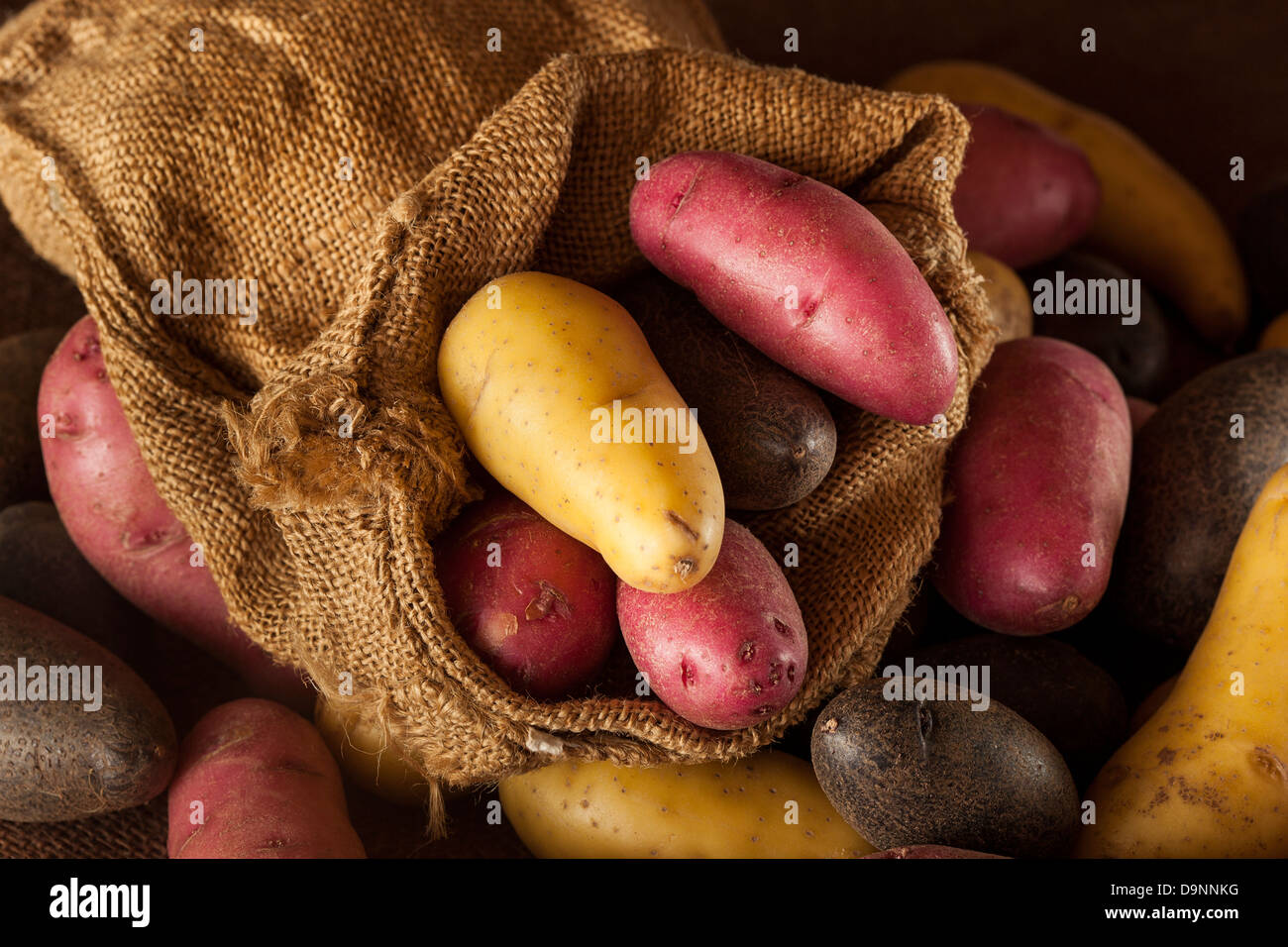 rohe organische Fingerling Kartoffel lagen vor dem Hintergrund Stockfoto