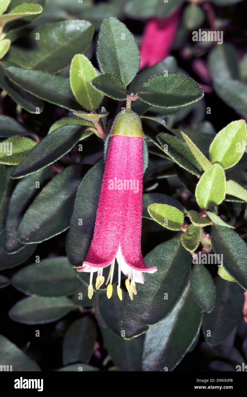 Nahaufnahme von Autumn Blaze-Correa Pulchella - Familie Rutaceae Stockfoto