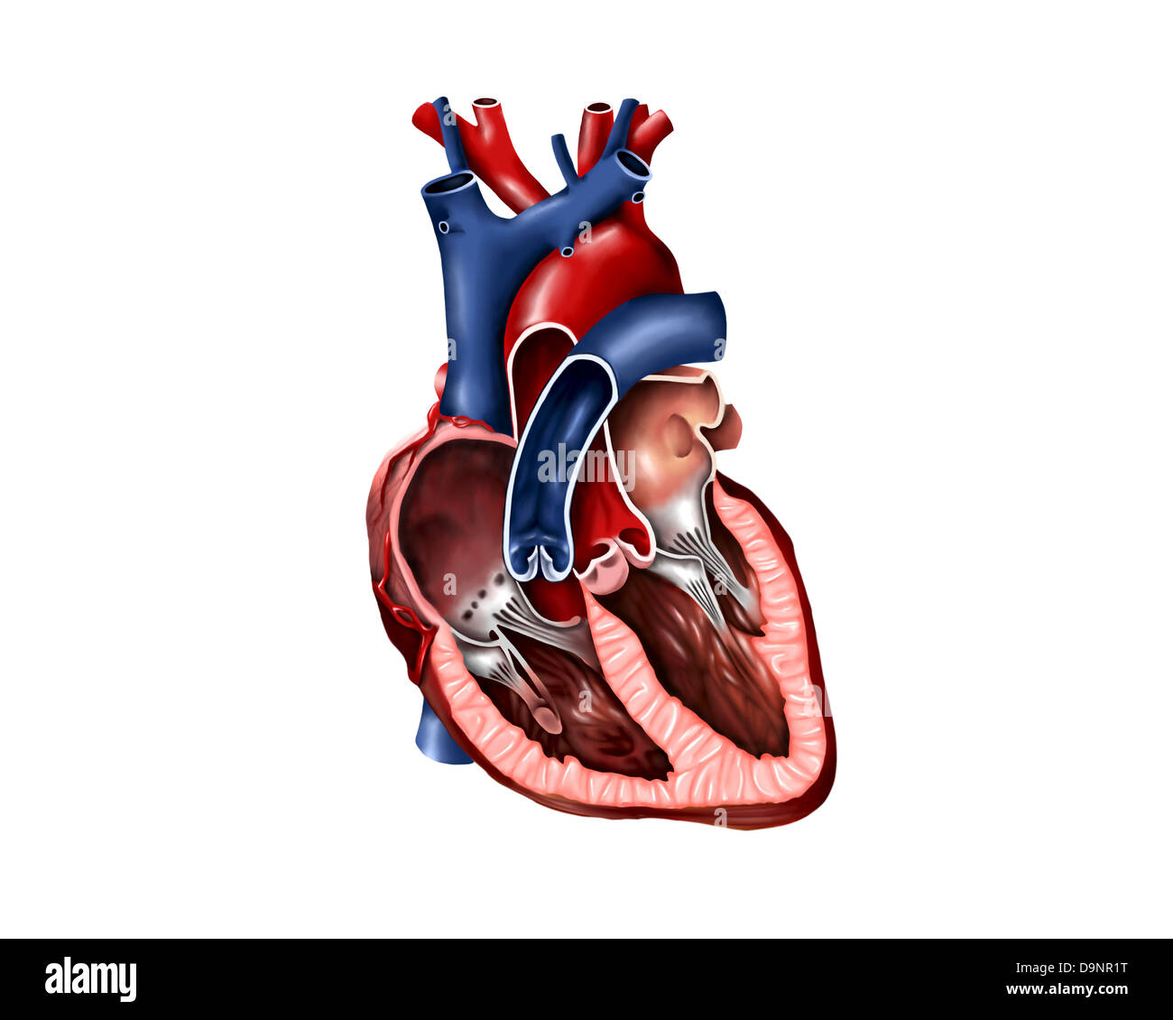 Querschnitt des menschlichen Herzens. Stockfoto
