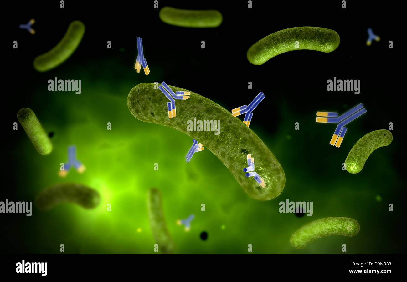 Konzeptbild des Antikörpers anbringen und Abtötung von Bakterien. Stockfoto