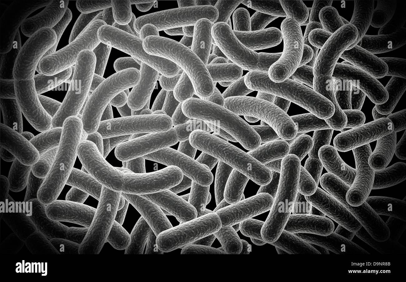 Mikroskopische Ansicht von Bazillen Bakterien. Stockfoto
