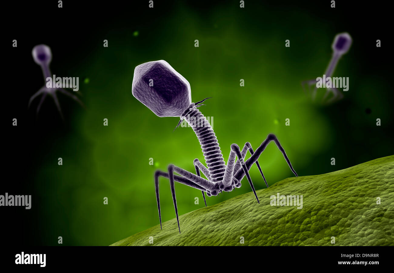 Mikroskopische Ansicht von Bakteriophagen. Stockfoto