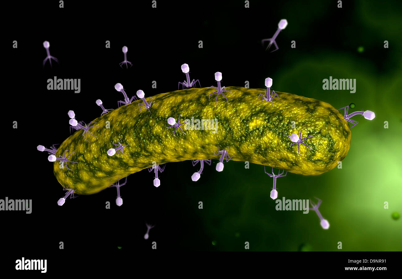 Mikroskopische Ansicht von Bakteriophagen Bakterien angreifen. Stockfoto