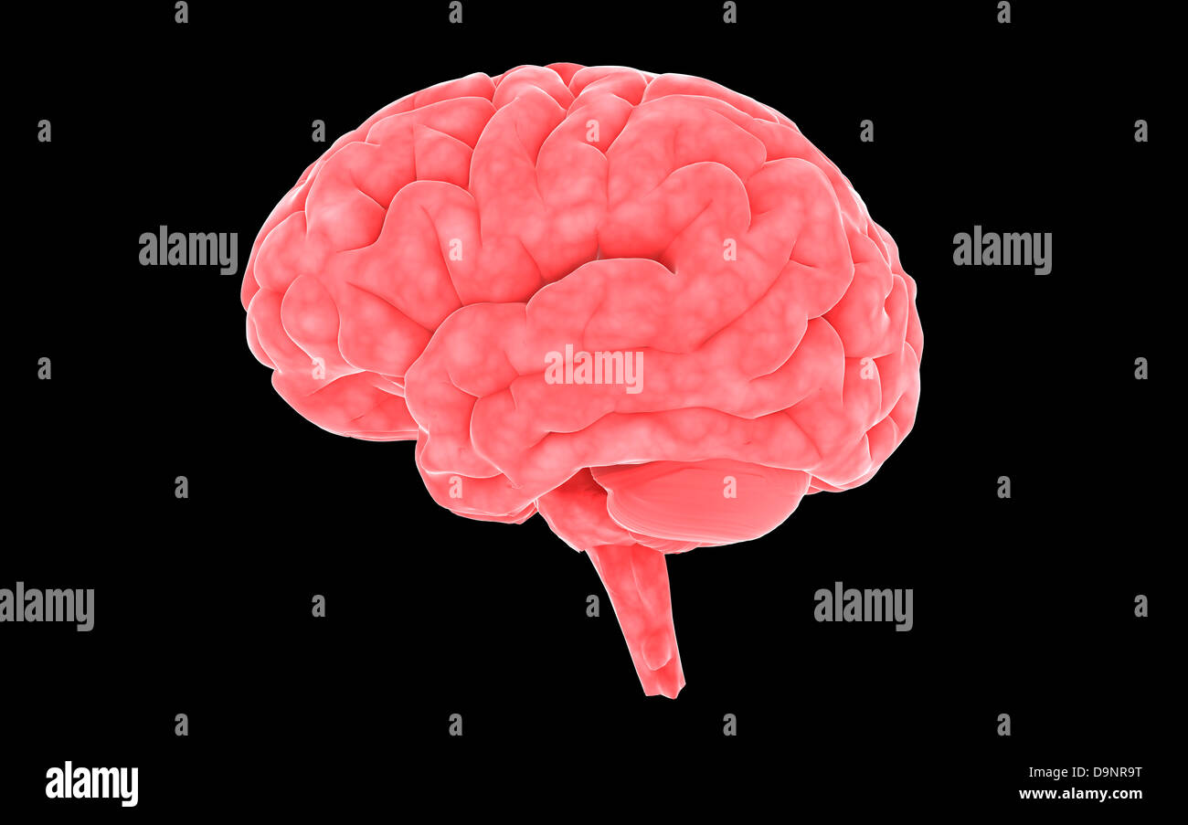 Konzeptbild des menschlichen Gehirns. Stockfoto