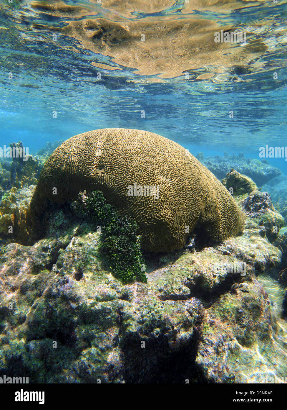 Gehirn Korallen am Riff spiegelt sich in der Wasseroberfläche, Karibik, Riviera Maya, Mexiko Stockfoto