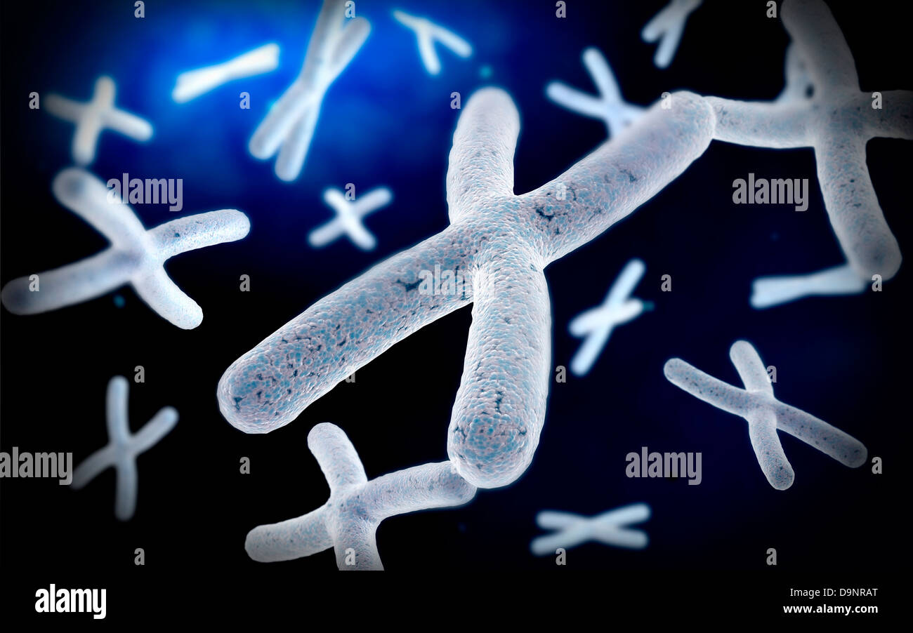 Mikroskopische Ansicht des Chromosoms. Stockfoto