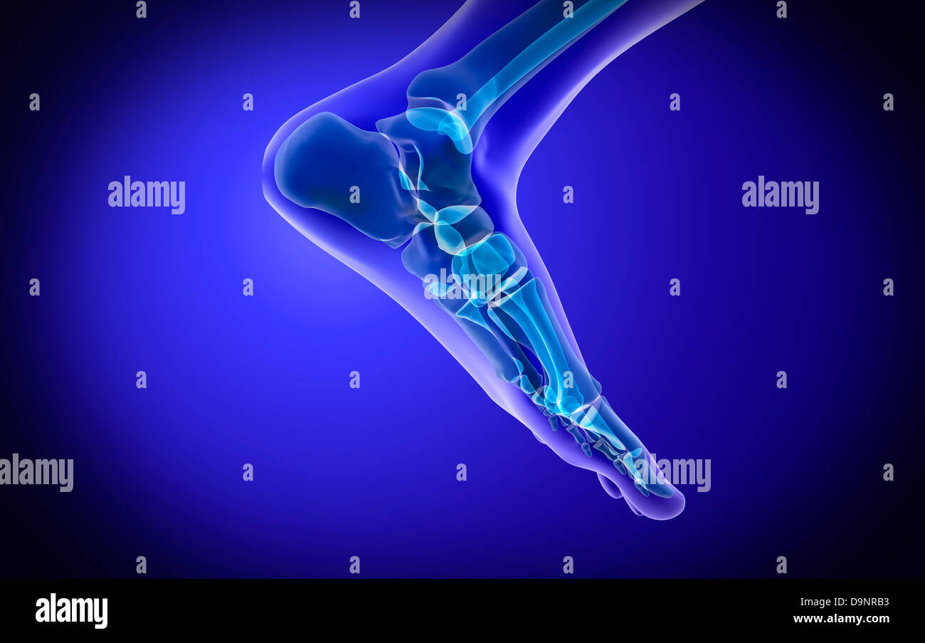 Röntgen-Ansicht des menschlichen Fußes Stockfotografie - Alamy