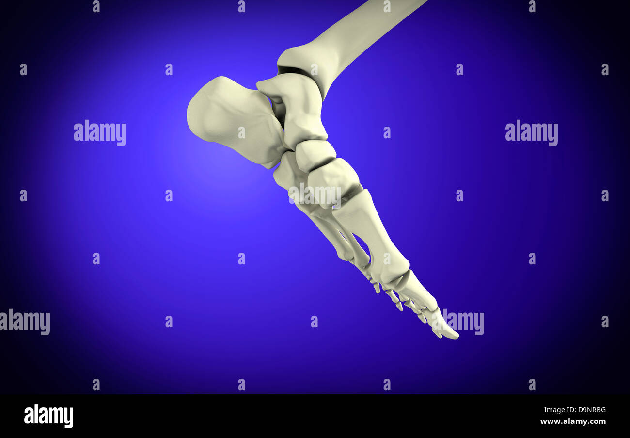 Röntgen-Ansicht des menschlichen Fußes. Stockfoto