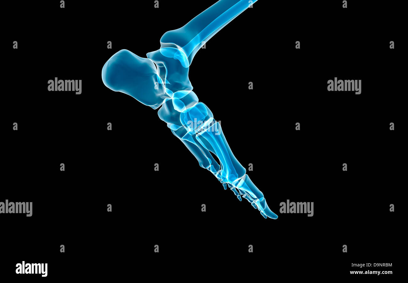 Knochen in den menschlichen Fuß. Stockfoto