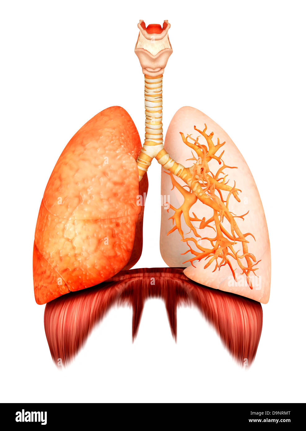 Anatomie der menschlichen Atemwege, Vorderansicht. Stockfoto