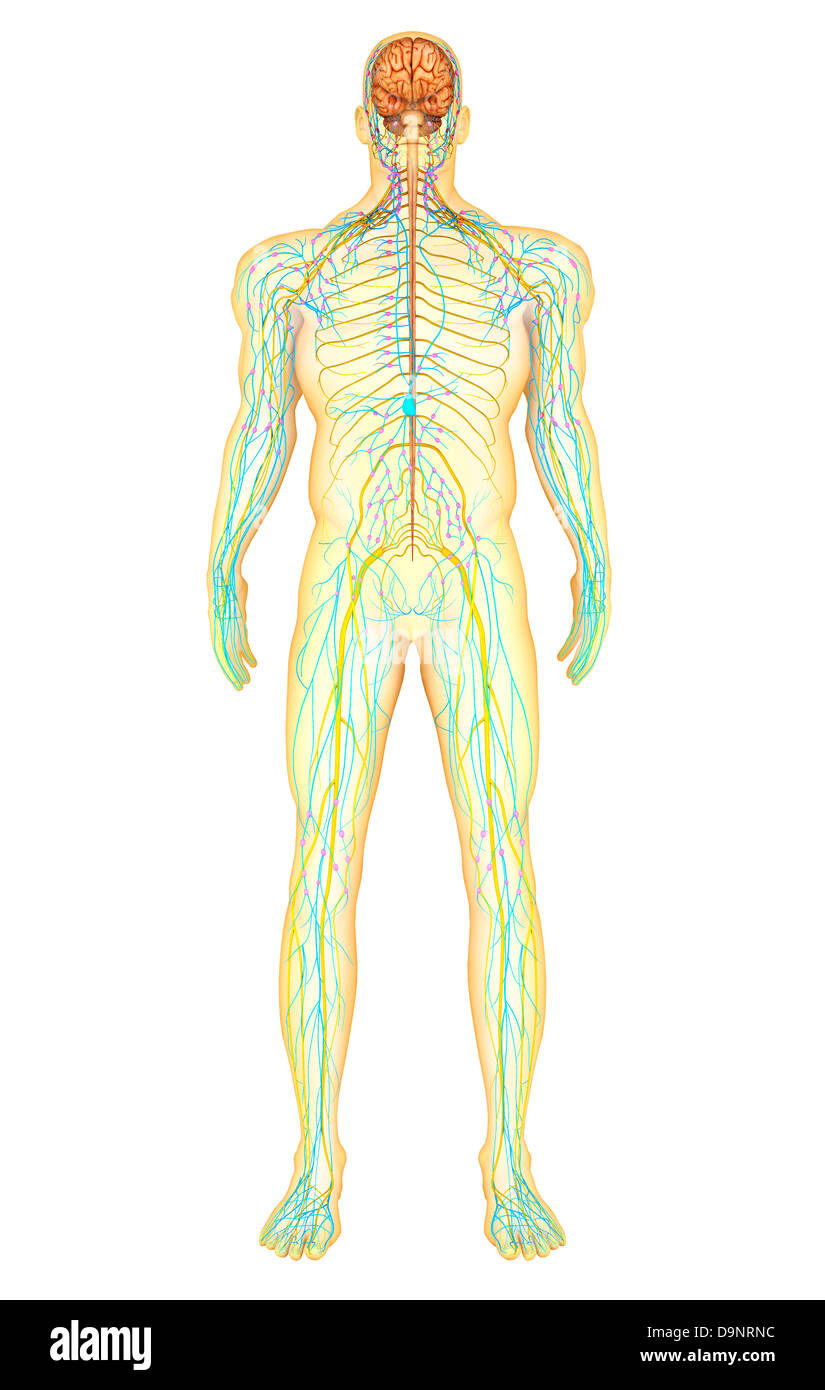 Anatomie des menschlichen Nervensystems und Lymphsystem, Vorderansicht. Stockfoto