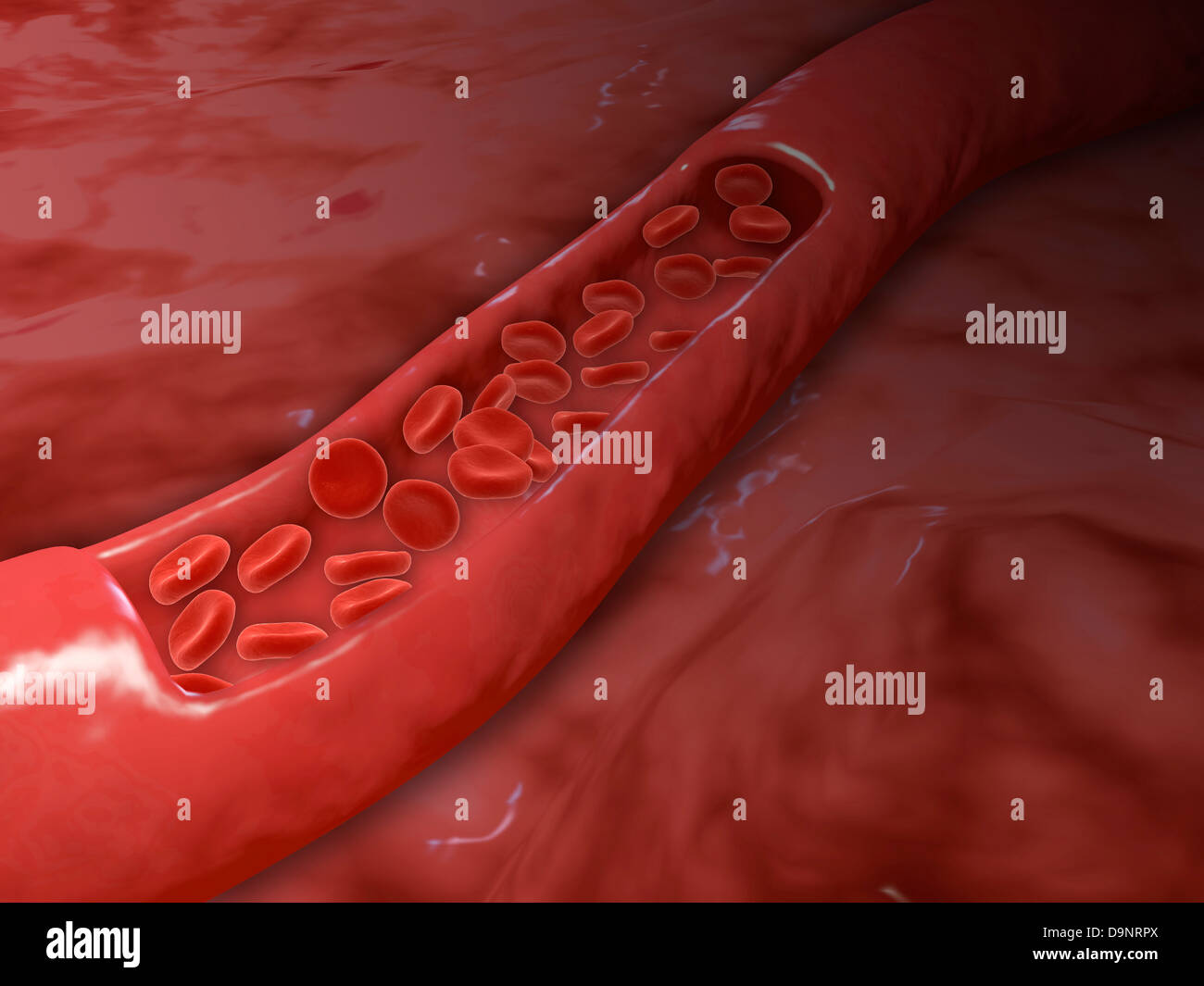 Arterie Querschnitt mit roten Blutkörperchen fließen. Stockfoto