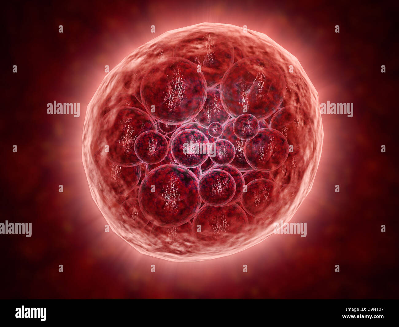 Cluster von Blastomeren bilden eine entwickelnde Morula (frühen Stadium der Embryonalentwicklung). Stockfoto