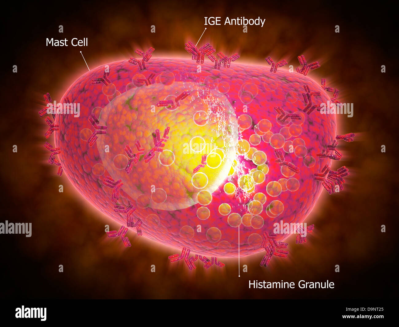 Mikroskopische Ansicht einer Mast-Zelle. Stockfoto