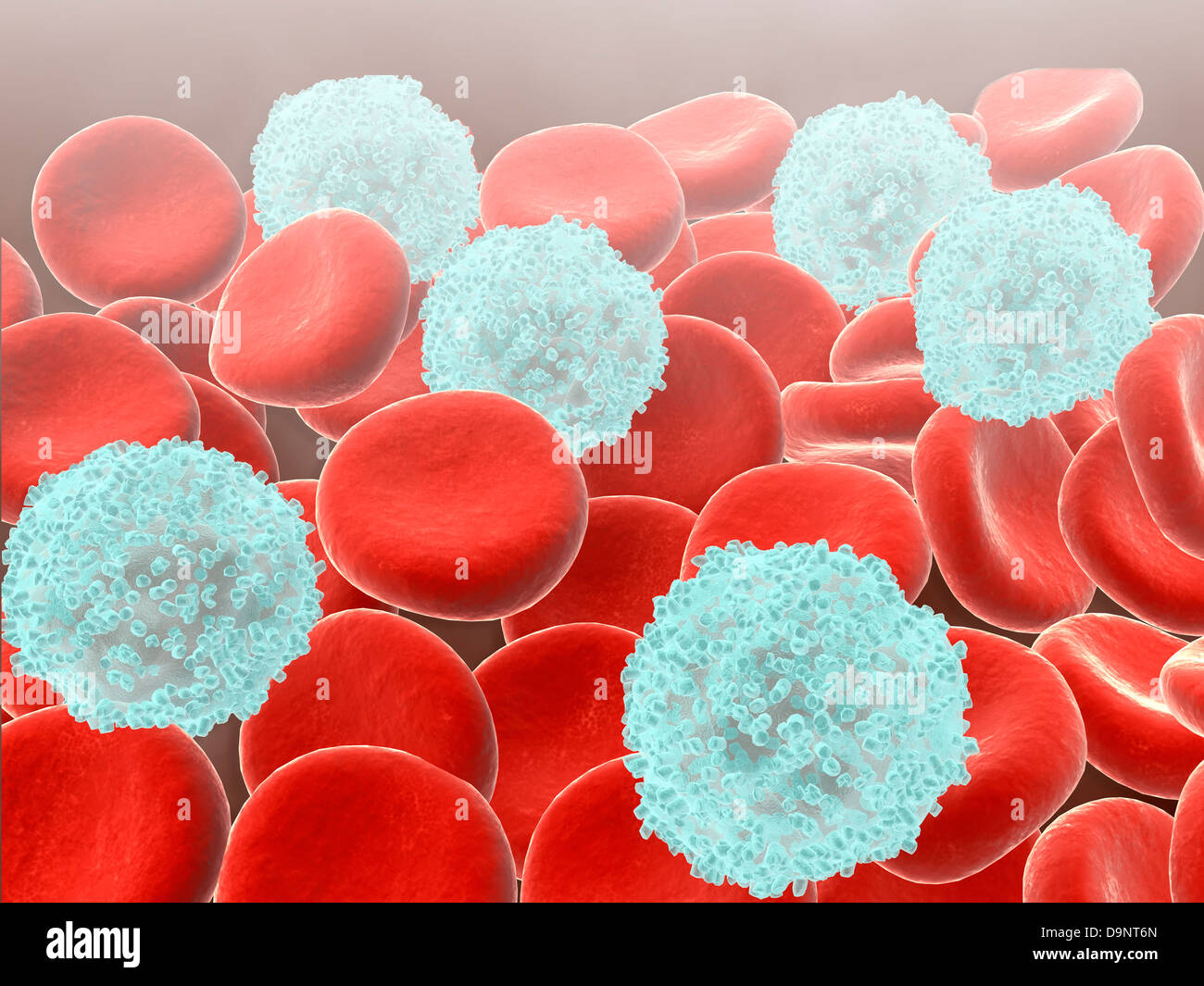 Rote Blutkörperchen mit weißen Blutkörperchen. Stockfoto