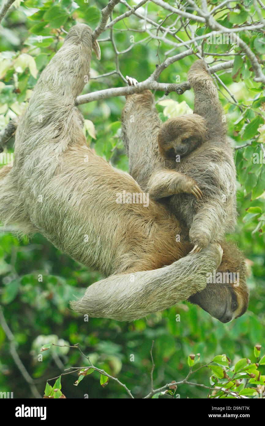 Mutter und Baby Dreifingerfaultier (Bradypus Variegatus) Stockfoto