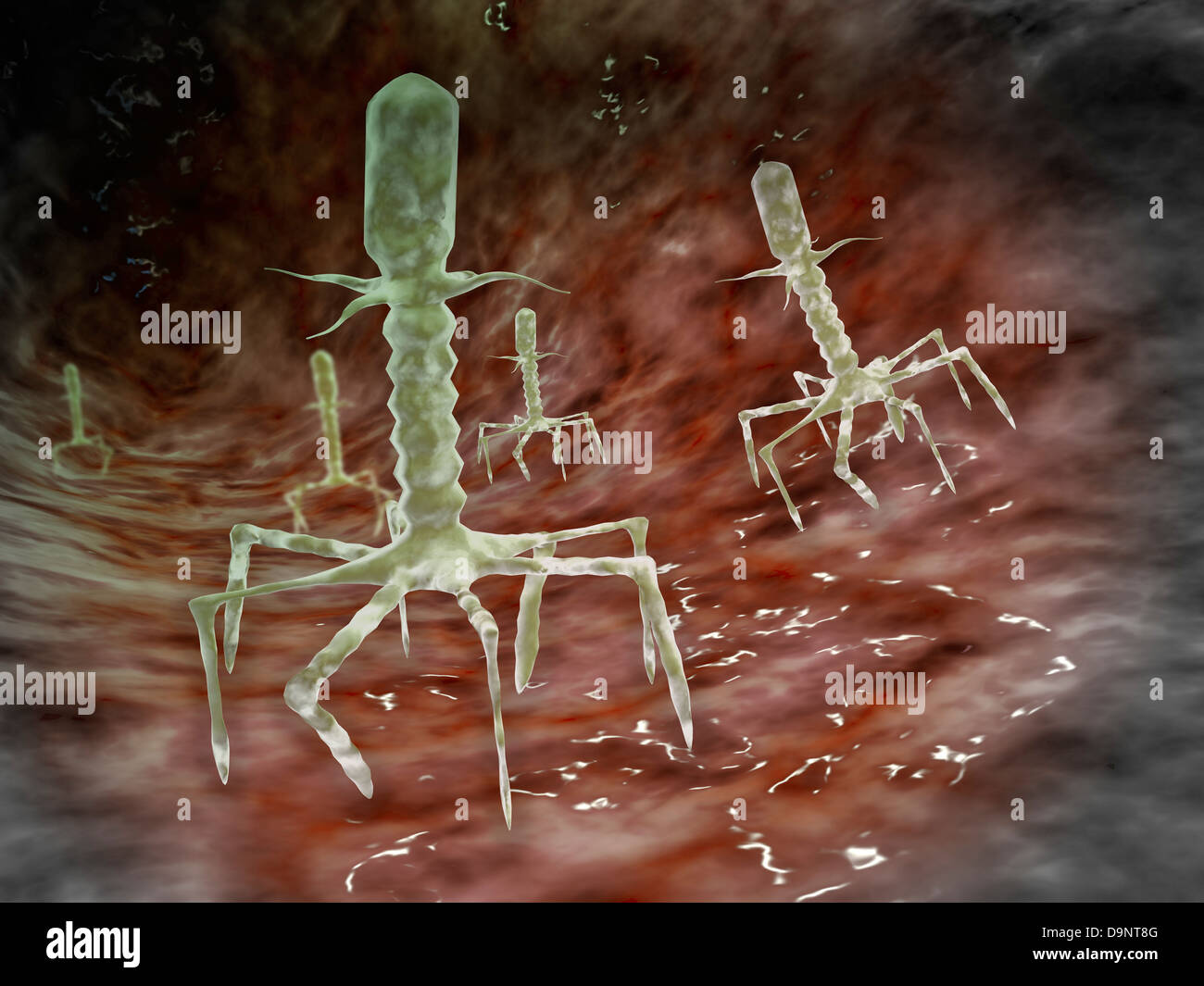 Mikroskopische Ansicht von Bakteriophagen auf der Oberfläche der Bakterien. Stockfoto